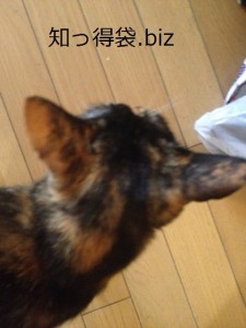 猫の耳が熱い!?それは猫のSOSサインかも! 役立つ・ためになる知っ